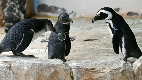 В Приморском океанариуме во Владивостоке родились редкие пингвинята