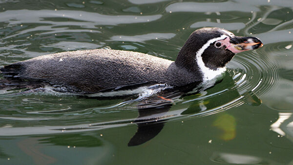 В Приморском океанариуме во Владивостоке родились редкие пингвинята