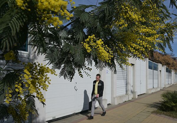 Весна в феврале: в Сочи цветет мимоза