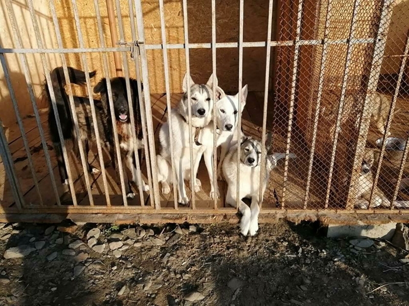 Жительница Чукотки открыла первый в регионе приют для животных